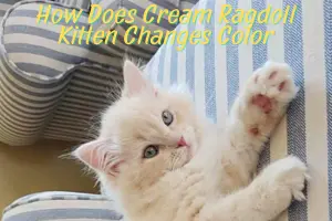 How Cream Ragdoll Kittens Change Color as They Grow