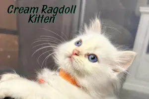 Cream Ragdoll Kittens – Everything You Need to Know About These Rare Beauties