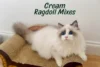 Exploring Some of the Rarest Cream Ragdoll Mixes - Post Thumbnail