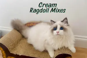 Exploring Some of the Rarest Cream Ragdoll Mixes