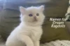 Cream Ragdoll Cat Names: Cute Ideas for Your Fluffy Friend - Post Thumbnail