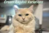 A Complete Guide to Variations of Cream Ragdolls - Post Thumbnail