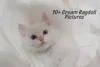 Photo Gallery: Cutest Cream Ragdoll Cats Around the World - Post Thumbnail
