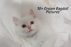 Photo Gallery: Cutest Cream Ragdoll Cats Around the World