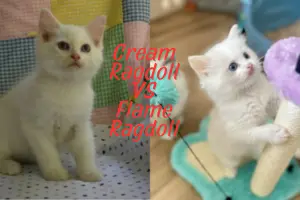 Cream Ragdoll vs Flame Ragdoll: Spotting the Difference