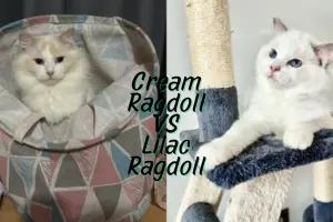 Cream Ragdoll vs Lilac Ragdoll: Pastel Beauties Compared