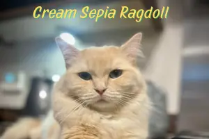 Cream Sepia Ragdoll: A Rare Warm Glow