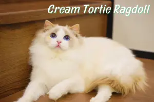 Cream Tortie Ragdoll: A Creamy Patchwork Beauty