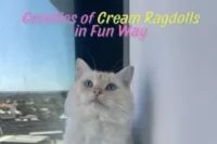 The Genetics Behind Cream Ragdoll Cats Explained