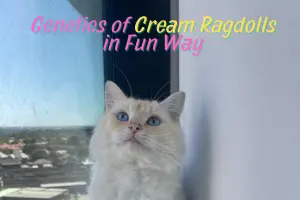The Genetics Behind Cream Ragdoll Cats Explained