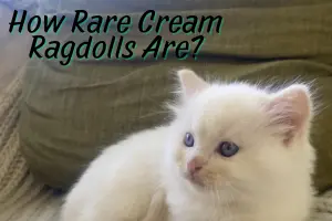 Are Cream Ragdolls Rare? The Truth About This Color