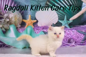 Caring for Cream Ragdoll Kittens: Tips & Tricks