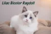 Lilac Bicolor Ragdoll: What Makes Them Unique? - Post Thumbnail