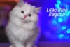 Blue Lilac Ragdoll – The Rare and Dreamy Coat Variation - Post Thumbnail
