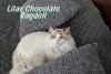 Exploring the Rare Beauty of Chocolate Lilac Ragdoll Mix - Post Thumbnail
