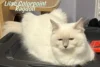 What is a Lilac Colorpoint Ragdoll Cat? - Post Thumbnail