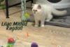 Exploring the Lilac Mitted Ragdoll: The Glove-Like Beauty - Post Thumbnail