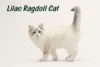 Lilac Ragdoll Cat: Exploring Color, Genetics & Value of Lilac Point Ragdolls With Real Pictures - Post Thumbnail
