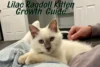 Lilac Ragdoll Kittens: Growth, Care & What to Expect - Post Thumbnail