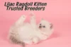 Lilac Ragdoll Kittens for Sale: Lilac Ragdoll Price & Where to Find Trusted Breeders - Post Thumbnail