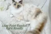 Rare Lilac Ragdoll Variations: Tortie, Solid, Cream, Sepia & More - Post Thumbnail