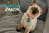 Lilac Seal Point Ragdoll Cats: A Rare Beauty with a Sweet Soul - Post Thumbnail
