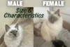 What is the Weight, Size and Care of Male & Female Blue Point Ragdoll - Post Thumbnail
