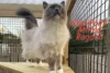 Seal Point Mitted Ragdoll: Appearance, Traits & Care - Post Thumbnail