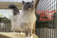 Seal Point Mitted Ragdoll: Appearance, Traits & Care