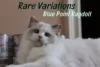 Exploring the Rare Blue Point Variations in Ragdoll Cats - Post Thumbnail