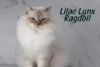 Lilac Lynx Ragdoll: The Tabby-Tipped Rarity - Post Thumbnail