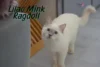 Lilac Mink Ragdoll: A Soft & Rare Color - Post Thumbnail