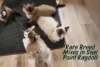 Blue, Chocolate and Rare Color Variations of Seal Point Ragdolls - Post Thumbnail