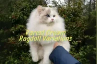 Rarest Variations in Cream Color Ragdolls: A Guide to These Dreamy Fluffballs