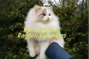 Rarest Variations in Cream Color Ragdolls: A Guide to These Dreamy Fluffballs