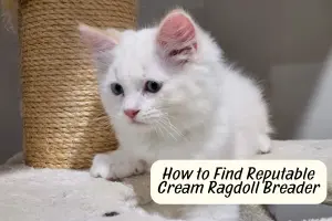 How to Find a Reputable Breeder for Cream Ragdolls (and Avoid Scams!)