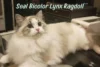 Exploring the Traits, Care & Personality of Seal Bicolor Lynx Ragdoll - Post Thumbnail