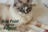 Seal Lynx Point Ragdoll: The Striped Sweetheart of the Ragdoll World - Post Thumbnail