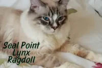 Seal Lynx Point Ragdoll: The Striped Sweetheart of the Ragdoll World