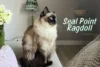 Seal Point Ragdoll: Exploring Breed Uniqueness | Patterns, Price and Pictures - Post Thumbnail