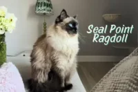 Seal Point Ragdoll: Exploring Breed Uniqueness | Patterns, Price and Pictures