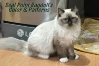 Explaining Different Patterns and Color Variants in Seal Point Ragdoll Cats