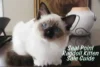 Seal Point Ragdoll Kittens for Sale: Where & What to Know Before Buying - Post Thumbnail
