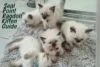 Seal Point Ragdoll Kittens: Growth Stages & Care From Fluff to Full Grown - Post Thumbnail