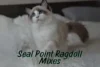 Seal Point Mink, Sepia & Tortie Ragdolls: Rare & Exotic Variants - Post Thumbnail