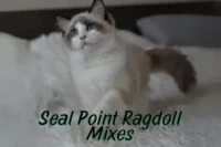 Seal Point Mink, Sepia & Tortie Ragdolls: Rare & Exotic Variants