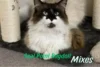 Seal Point Ragdoll Mixes Explained: Siamese, Himalayan, Birman, Tortie & More - Post Thumbnail