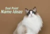 Seal Point Ragdoll Cat Names According to Their Traits - Post Thumbnail
