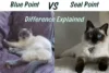 Blue Point vs Seal Point Ragdoll: What’s the Real Difference? - Post Thumbnail
