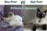 Blue Point vs Seal Point Ragdoll: What’s the Real Difference?